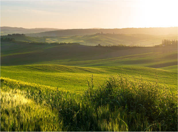 Grassy Rolling Hills